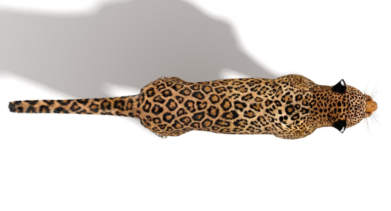 Jaguar 3D Model with Fur top view
