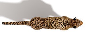 Jaguar 3D Model with Fur top view Thumbnail