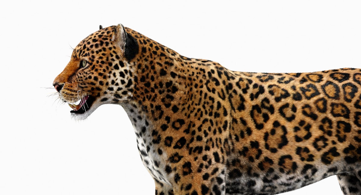 Jaguar 3D Model with Fur