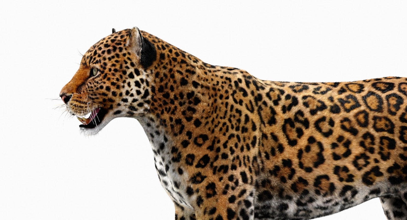 Jaguar 3D Model with Fur