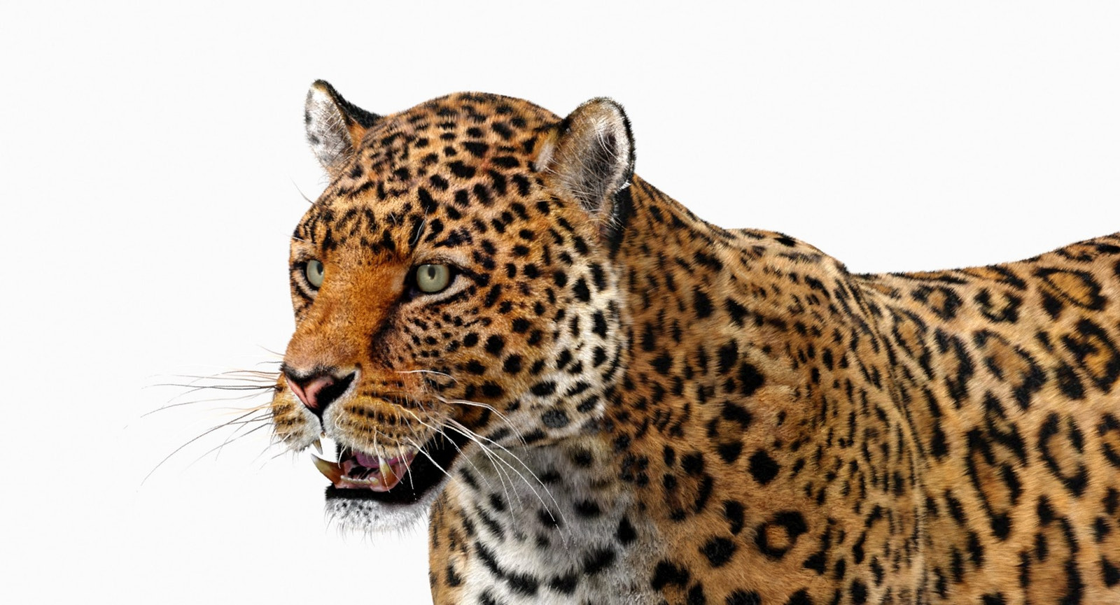 Jaguar 3D Model with Fur head close up