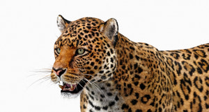 Jaguar 3D Model with Fur head close up Thumbnail