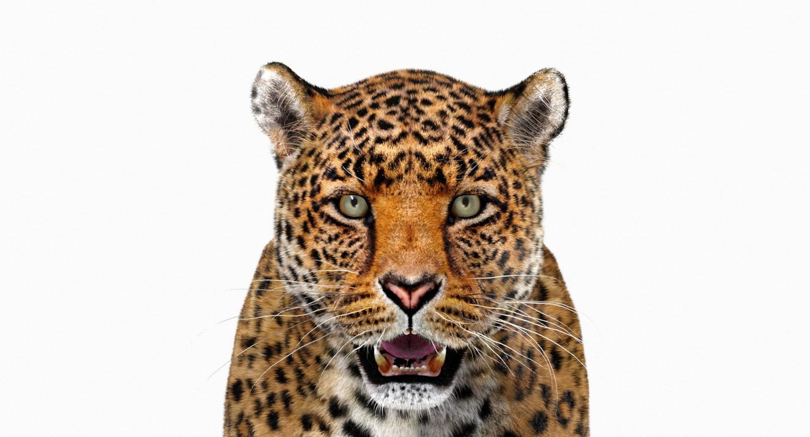 Lifelike Jaguar 3D Model with Fur