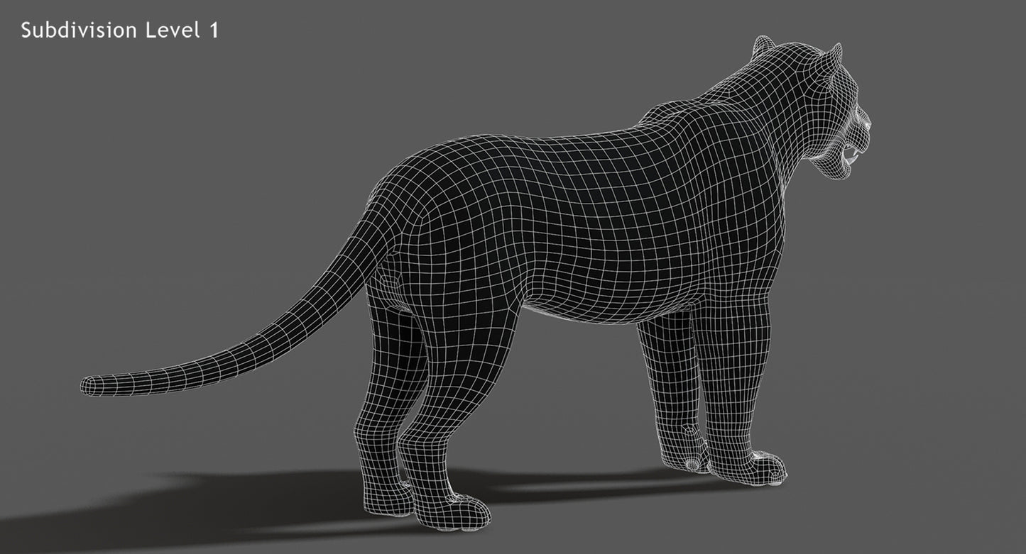 Big Cats 03 3D Model