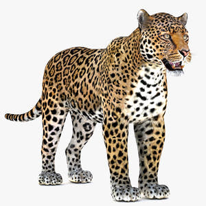 Jaguar 3D Model Thumbnail