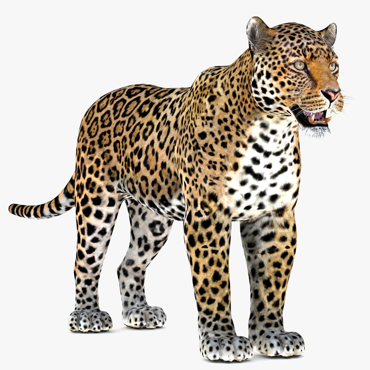 Jaguar 3D Model