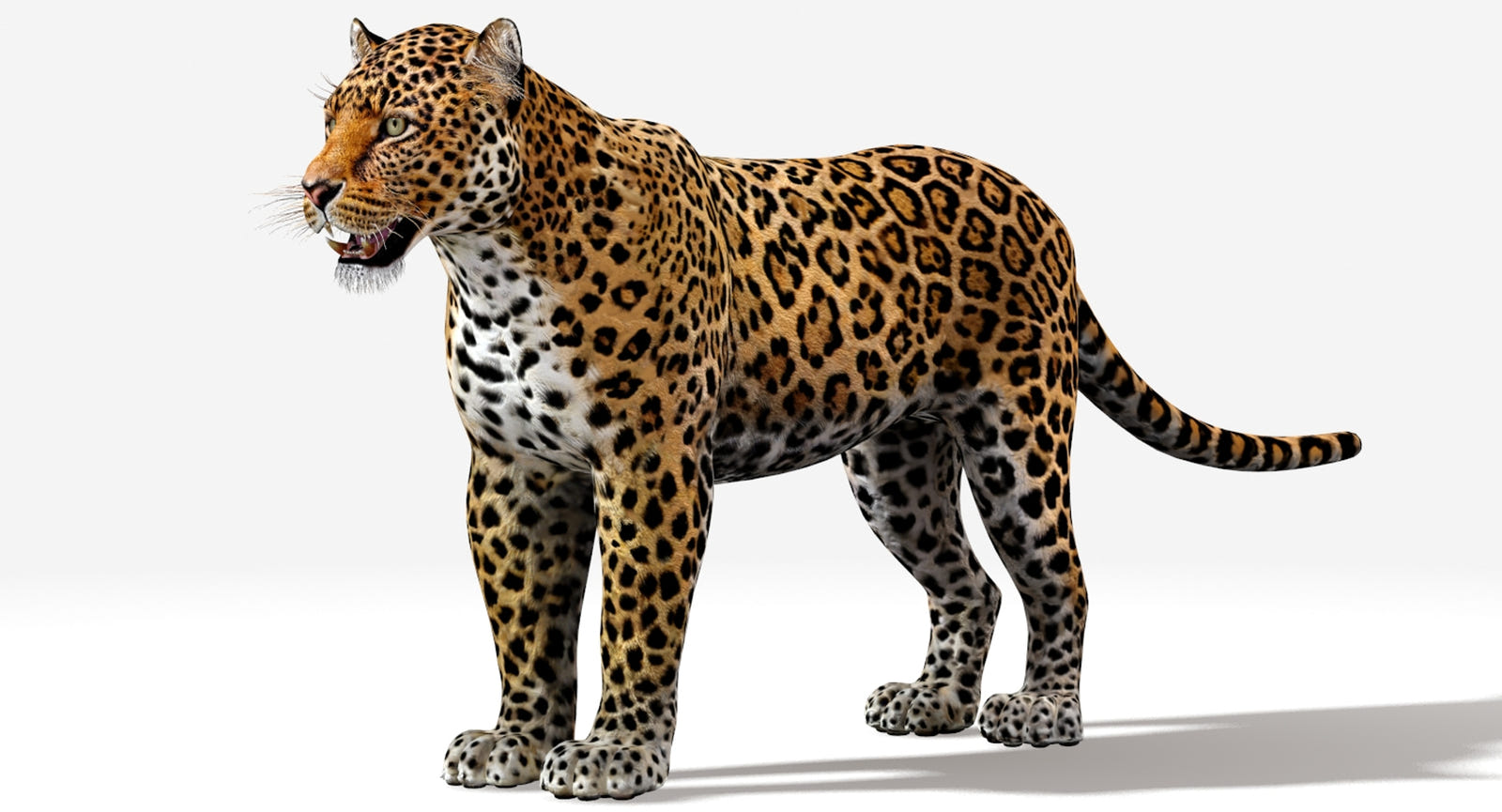 Realistic Jaguar 3D Model 