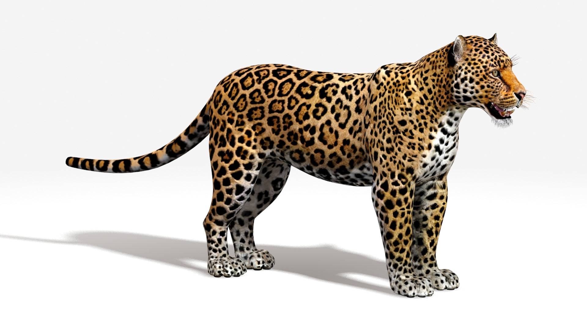 Jaguar 3D Model