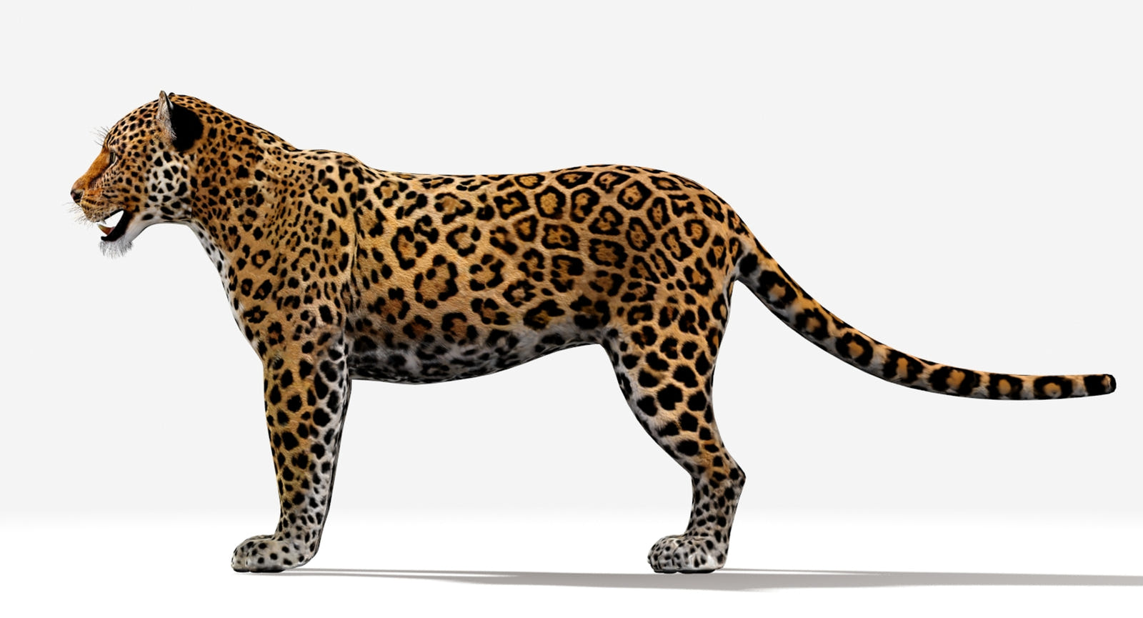 Game-Ready Jaguar 3D Model - 3ds Max / Maya