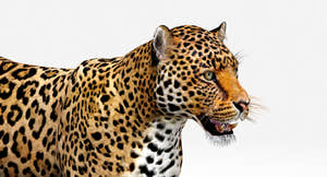 Jaguar 3D Model Thumbnail
