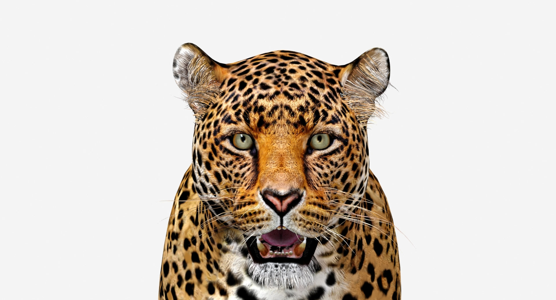 Jaguar 3D Model