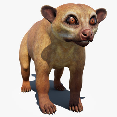 Kinkajou 3D Model