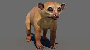 Kinkajou 3D Model for Download Thumbnail