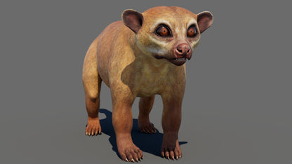 Kinkajou 3D Model for Download