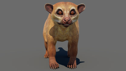 Kinkajou 3D Model for Download