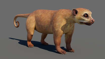 Game-ready Kinkajou 3D Model for Download