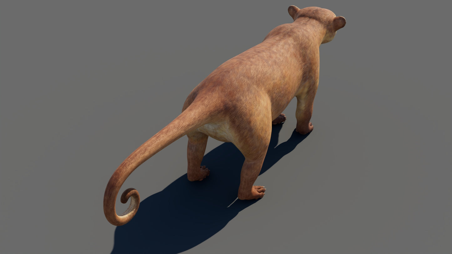 Game-ready Kinkajou 3D Model for Download