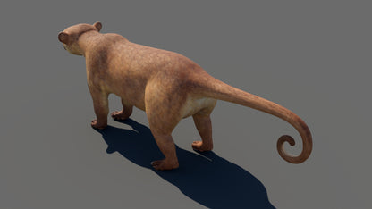 Game-ready Kinkajou 3D Model for Download