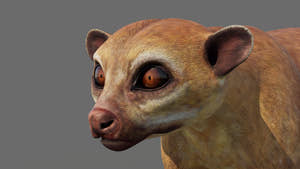 Kinkajou 3D Model for Game Thumbnail