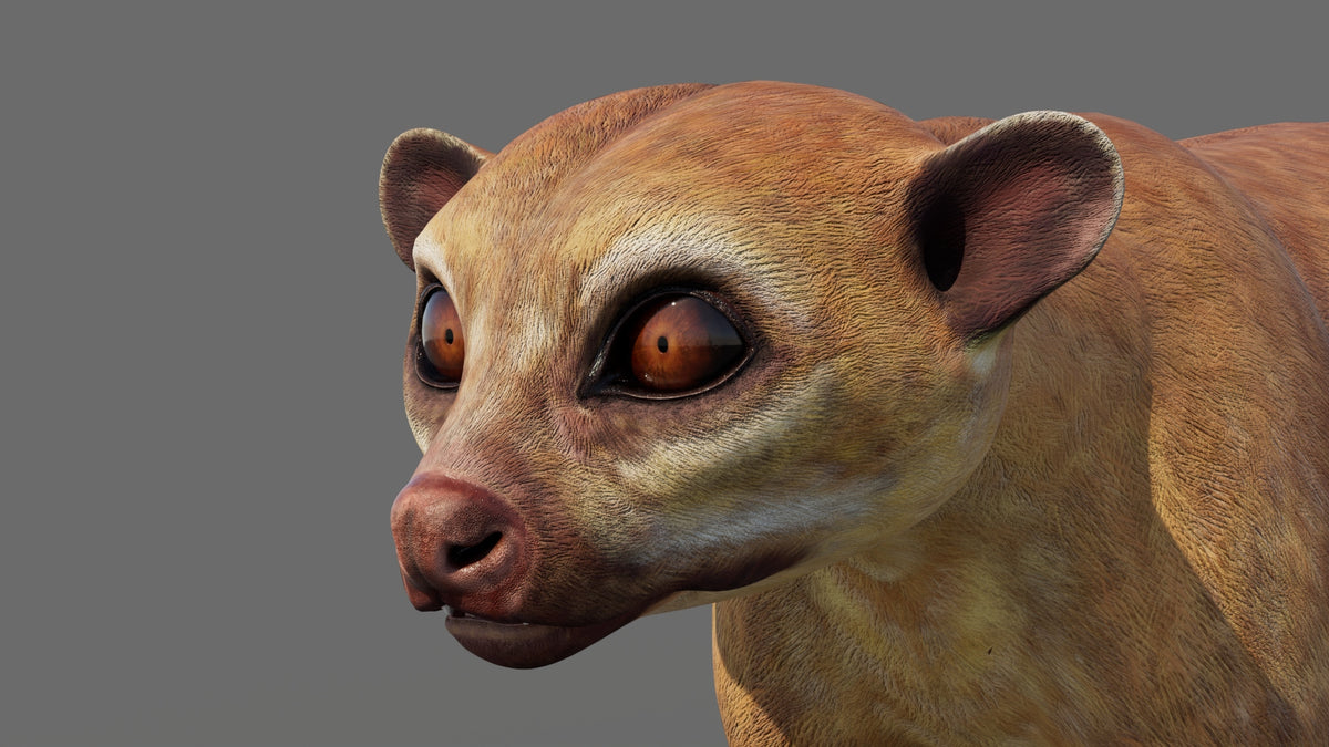 Kinkajou 3D Model for Game