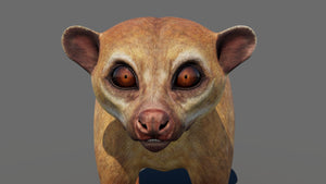 Kinkajou 3D Model for Game