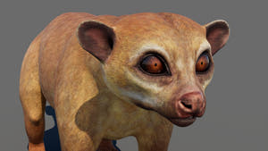 Kinkajou 3D Model for Game Thumbnail
