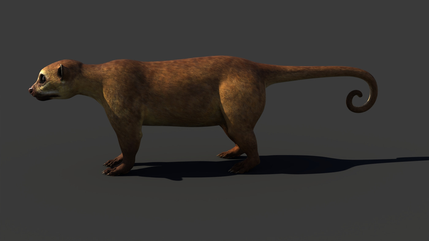 Game-Ready Kinkajou 3D Model - 360 Degree View