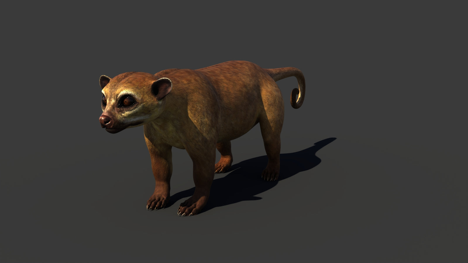 Kinkajou 3D Model 360° view 1 frame 6