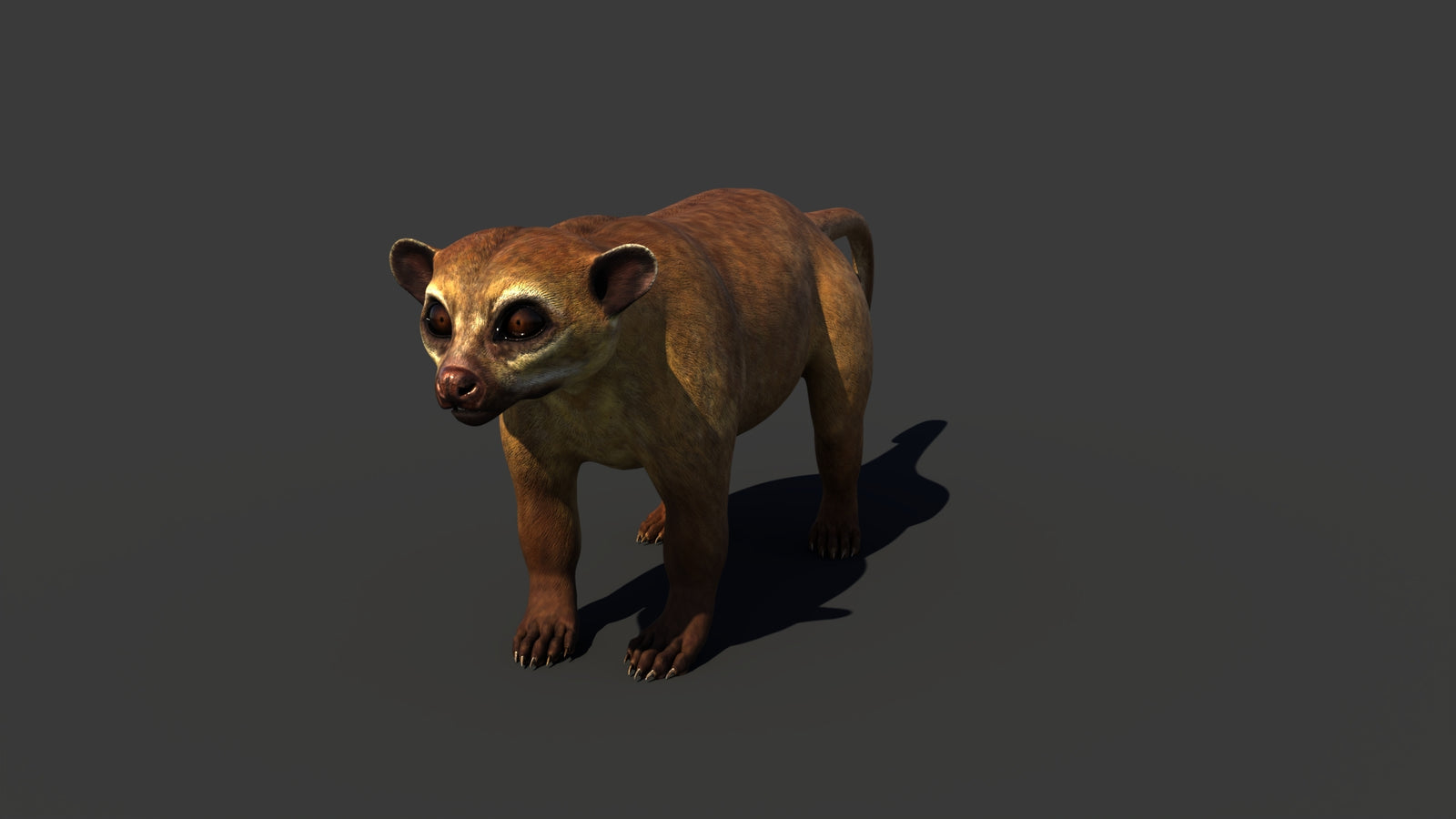 Kinkajou 3D Model 360° view 1 frame 7