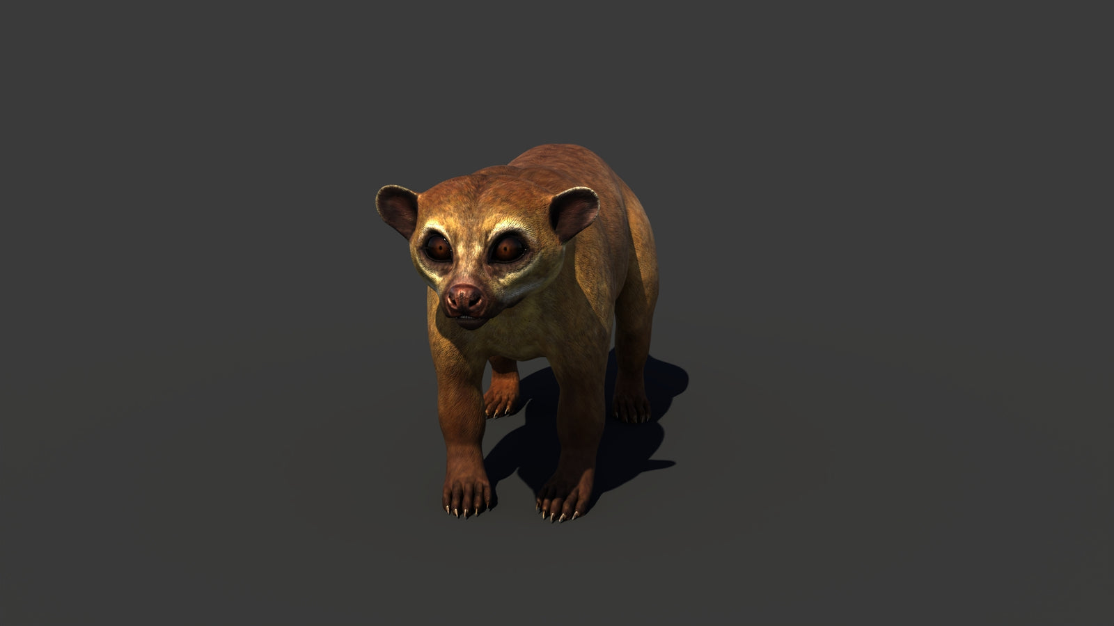 Kinkajou 3D Model 360° view 1 frame 8