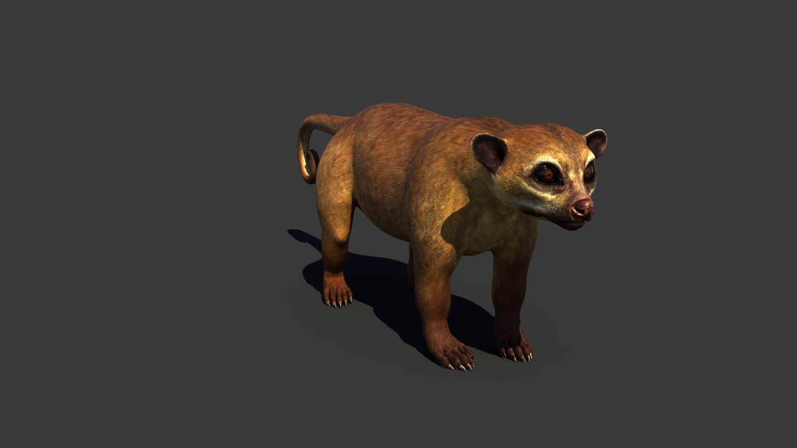 Kinkajou 3D Model 360° view 1 frame 11
