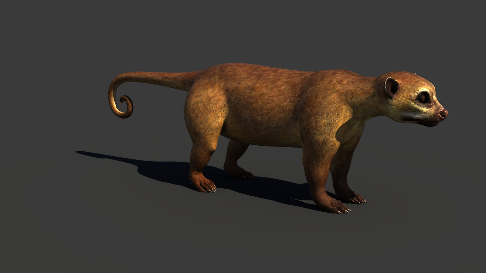 Kinkajou 3D Model 360° view 1 frame 14