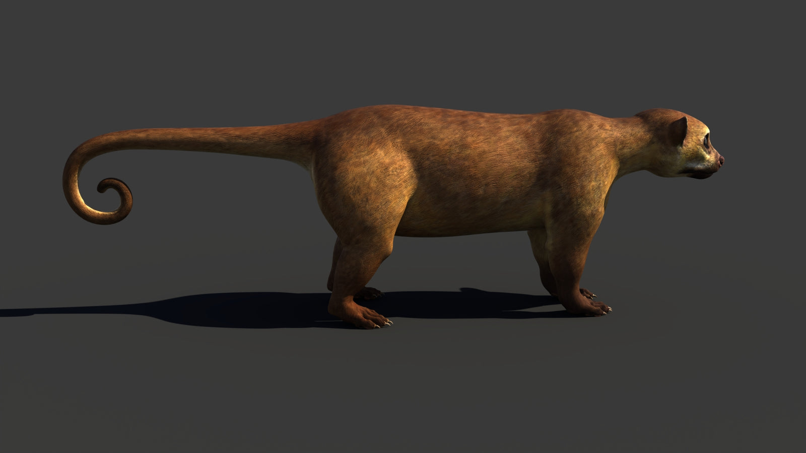 Kinkajou 3D Model 360° view 1 frame 18