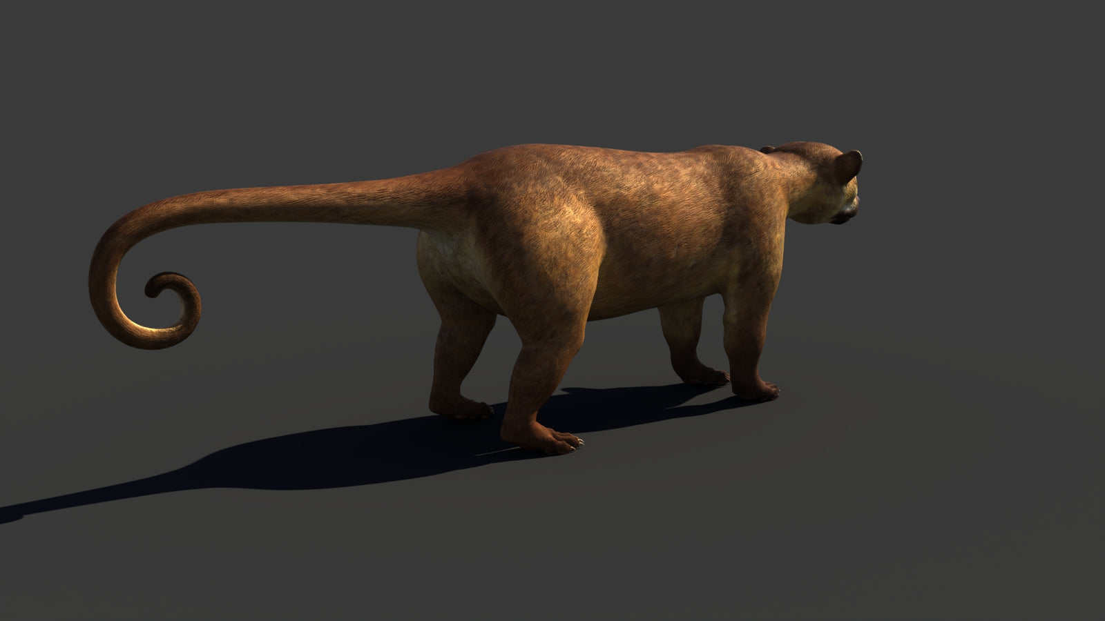 Kinkajou 3D Model 360° view 1 frame 21