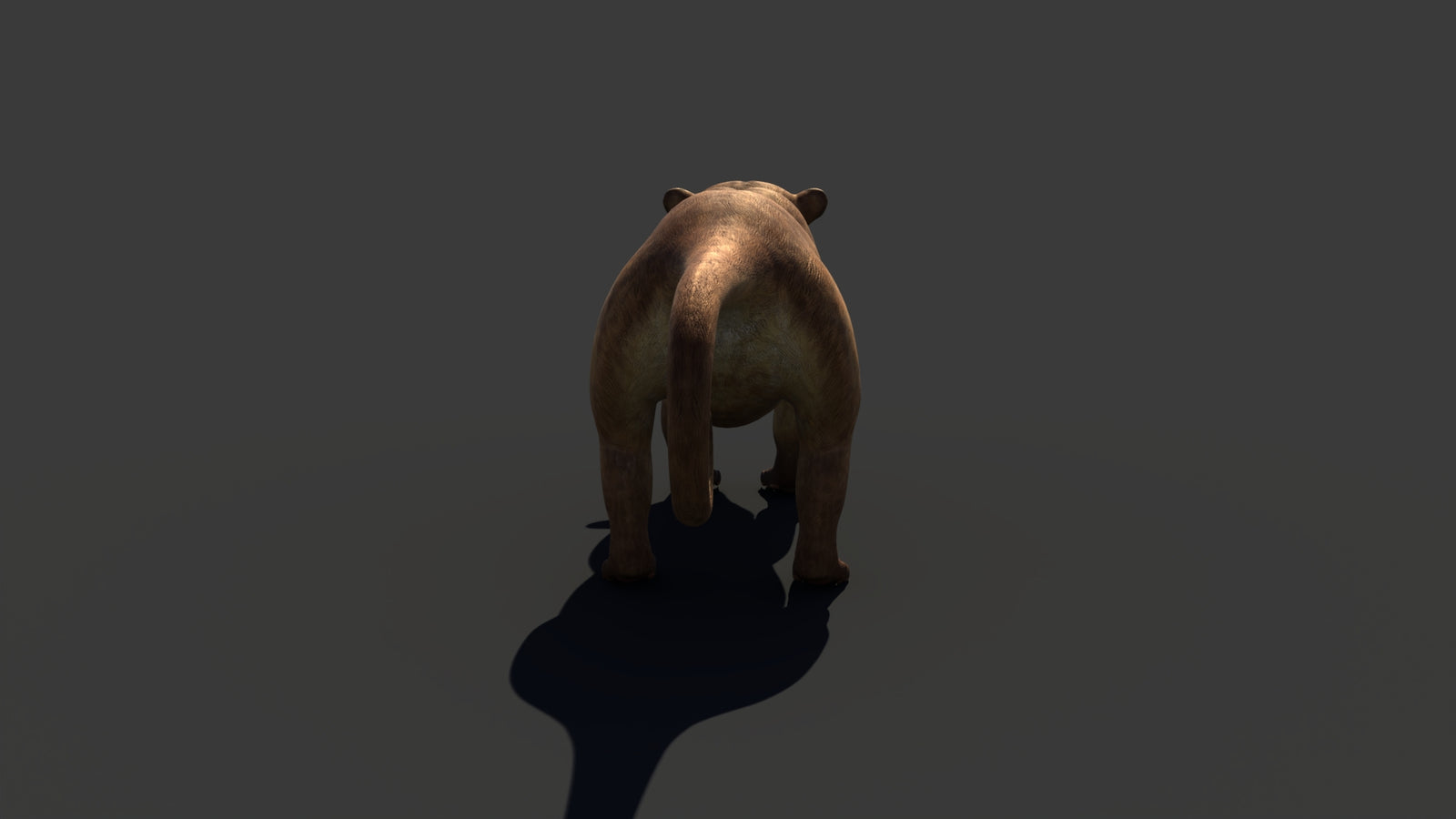 Kinkajou 3D Model 360° view 1 frame 26