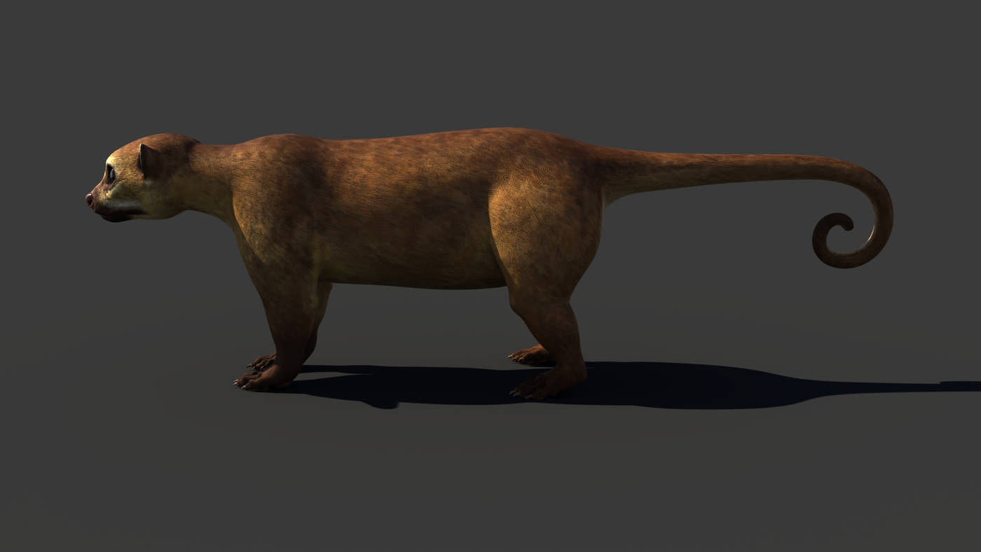 Kinkajou 3D Model - 360 Degree View