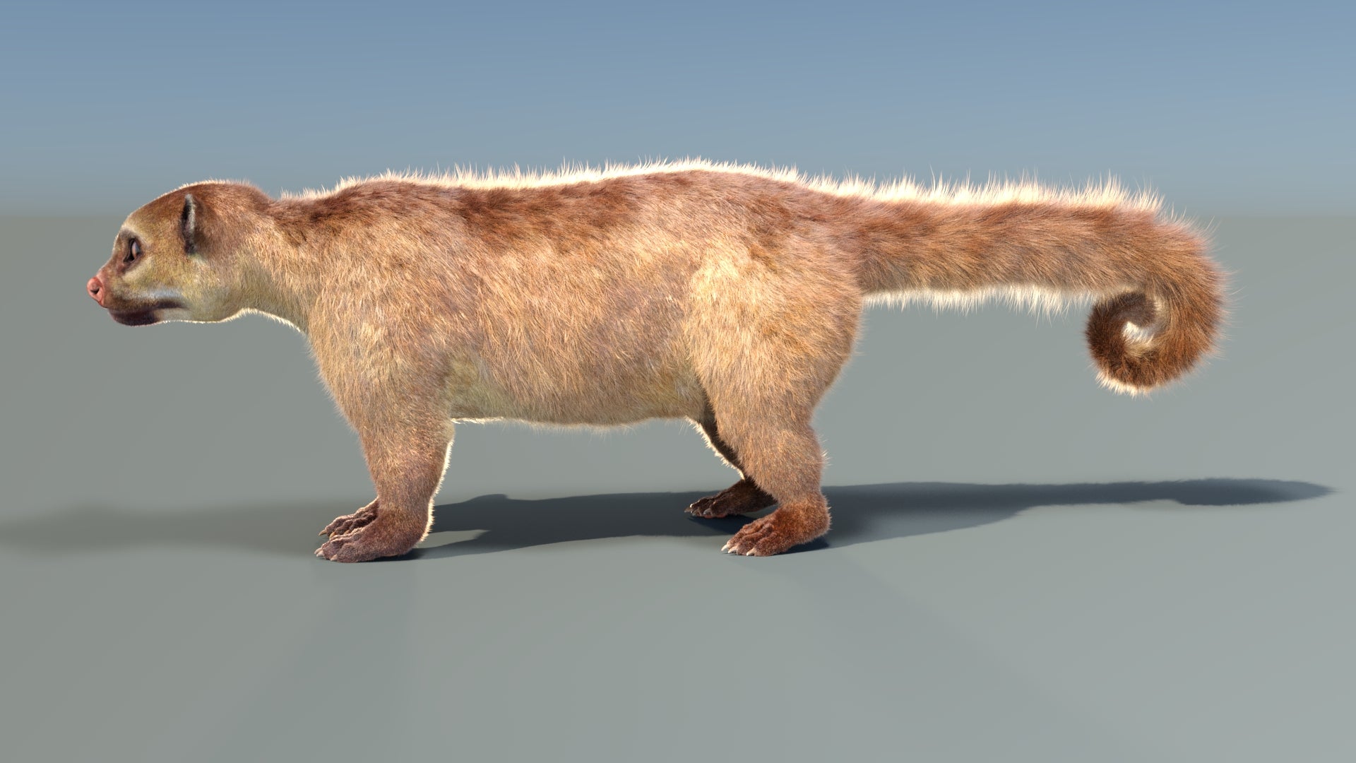 Animated Kinkajou 3D Model Fur - 360 Degree View