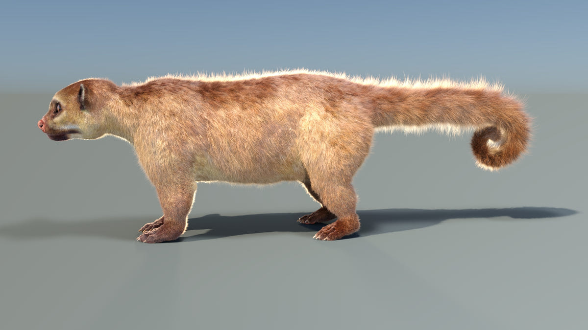 Animated Kinkajou 3D Model - Hair and Fur - 360 Degree View