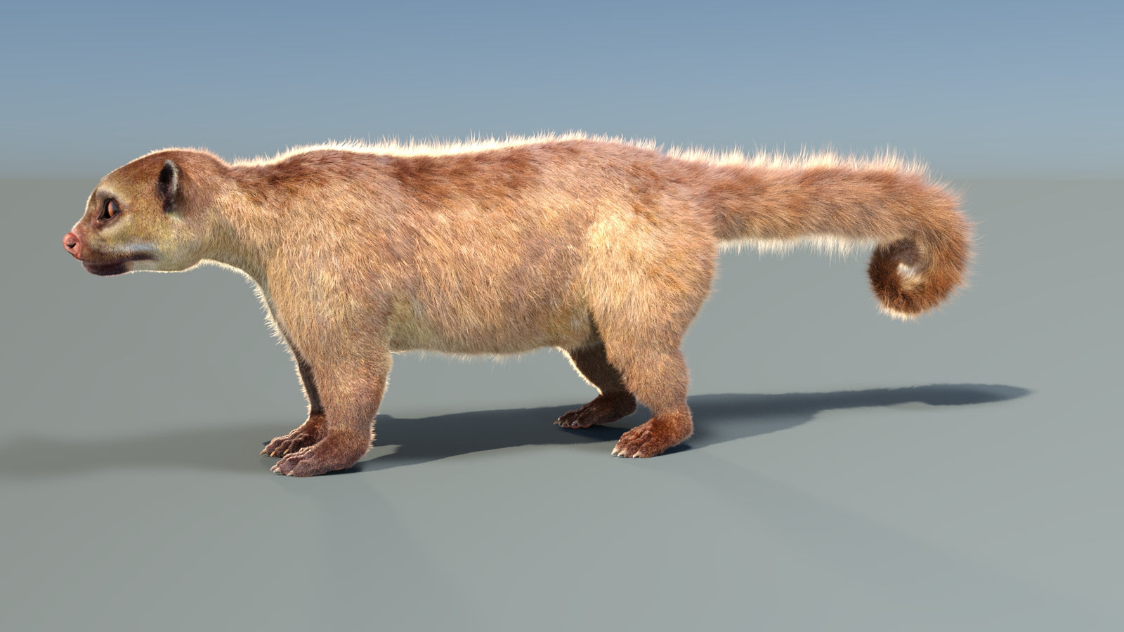 Animated Kinkajou 3D Model Fur 360° view 1 frame 2