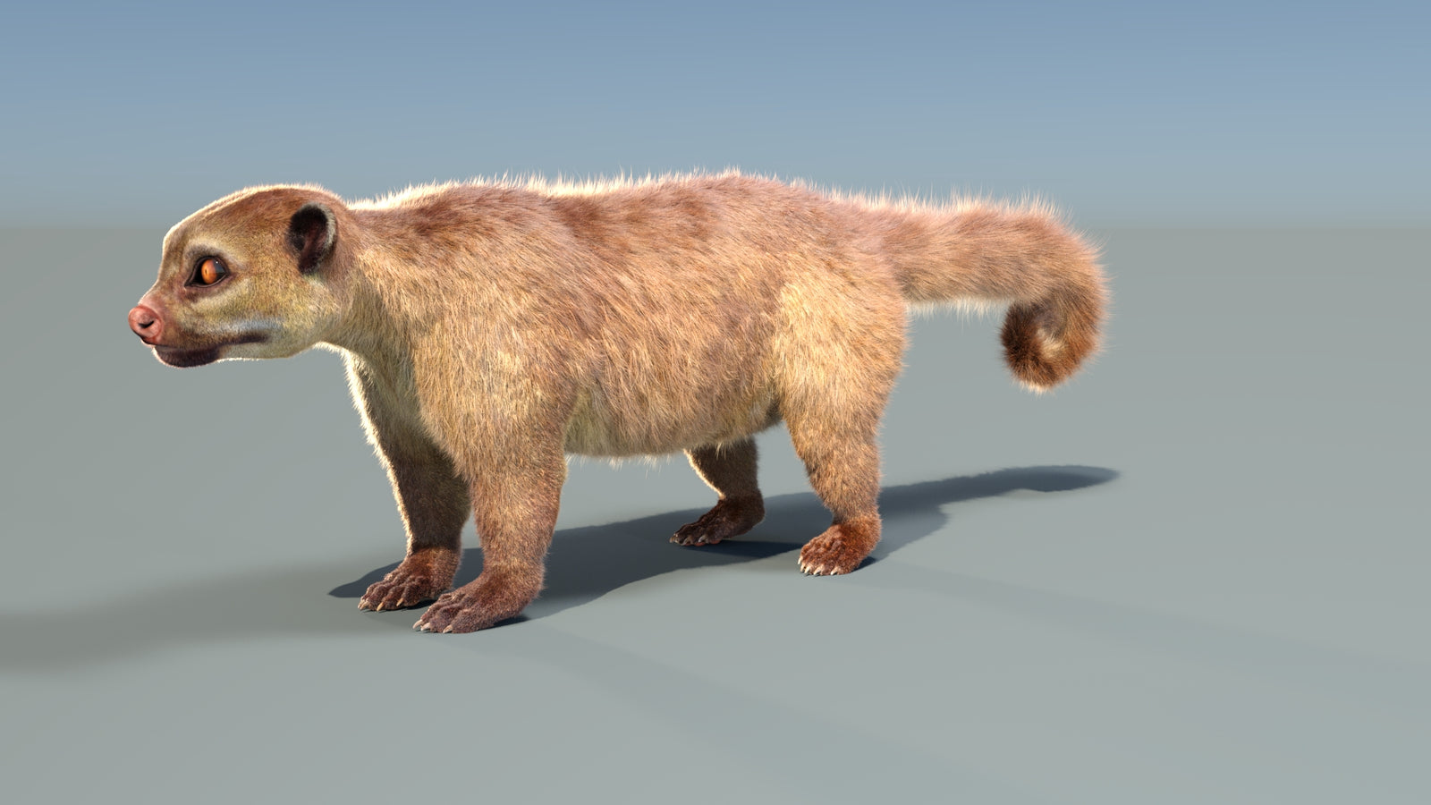 Animated Kinkajou 3D Model Fur 360° view 1 frame 4