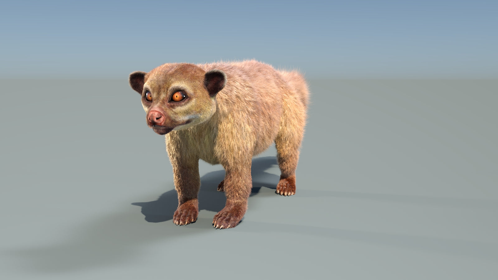 Animated Kinkajou 3D Model Fur 360° view 1 frame 7