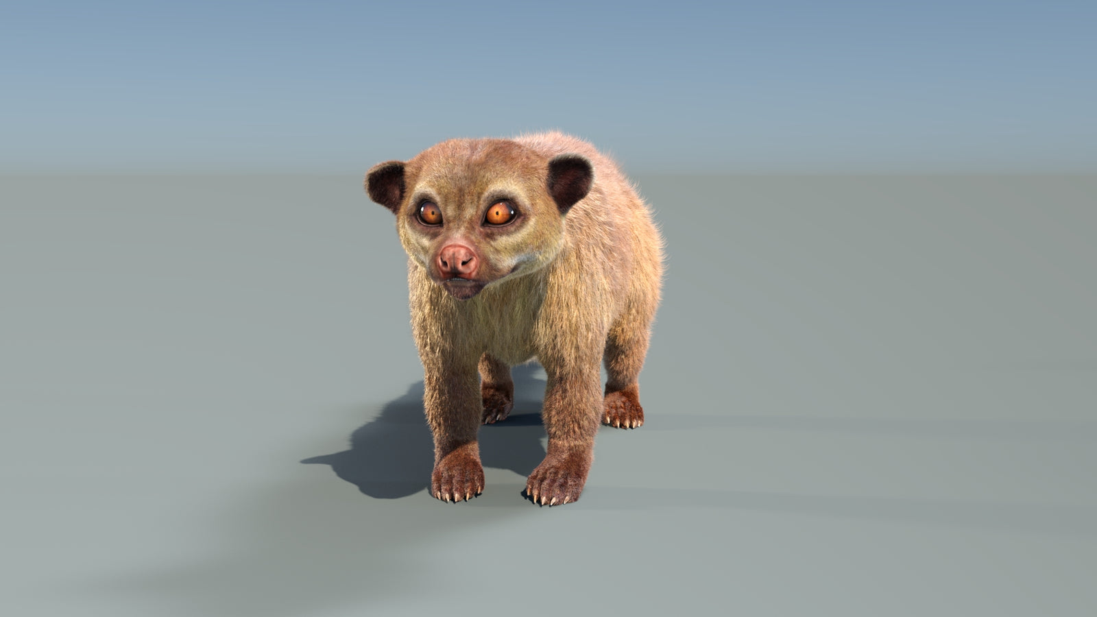 Animated Kinkajou 3D Model Fur 360° view 1 frame 8