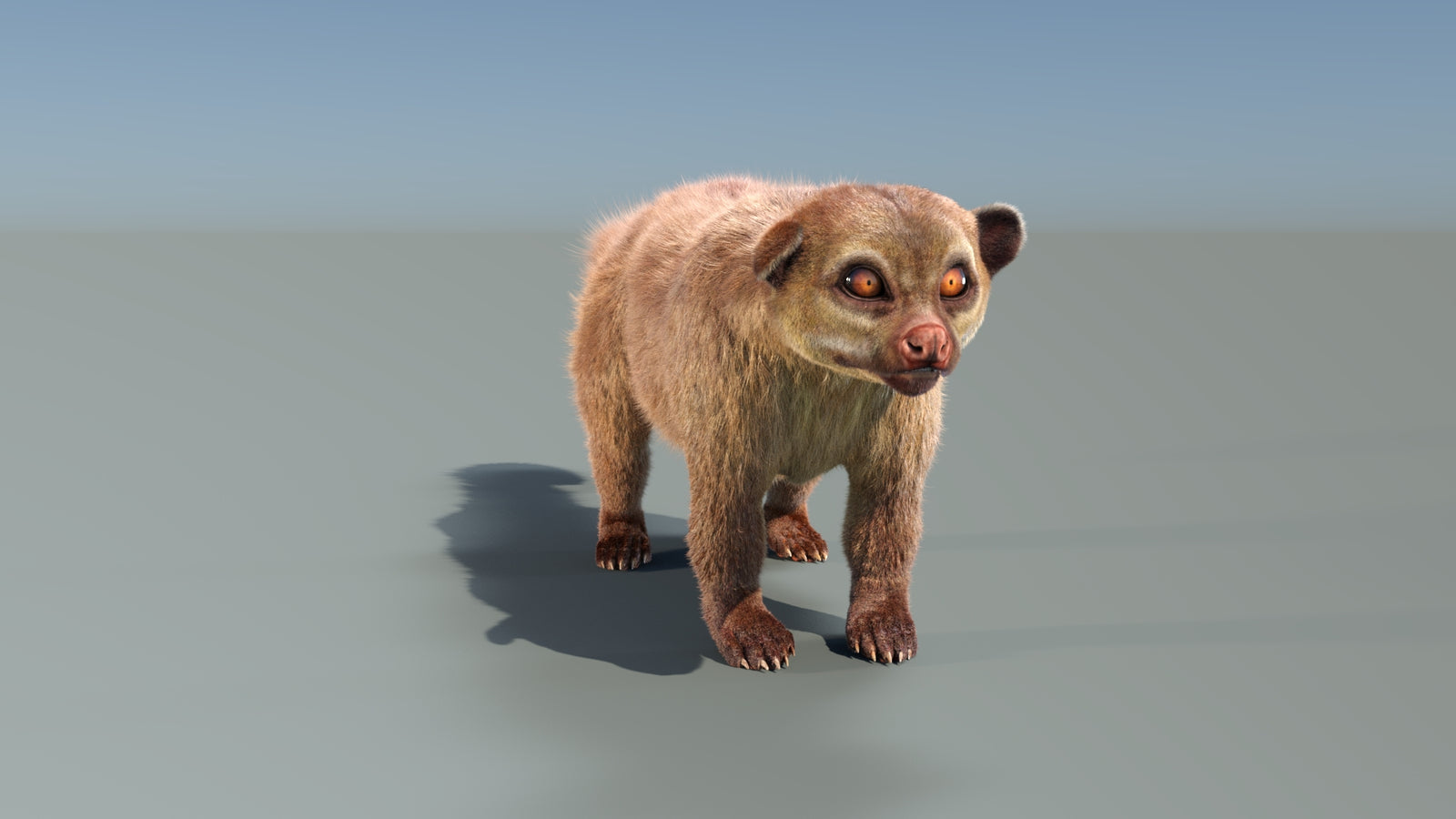 Animated Kinkajou 3D Model Fur 360° view 1 frame 10