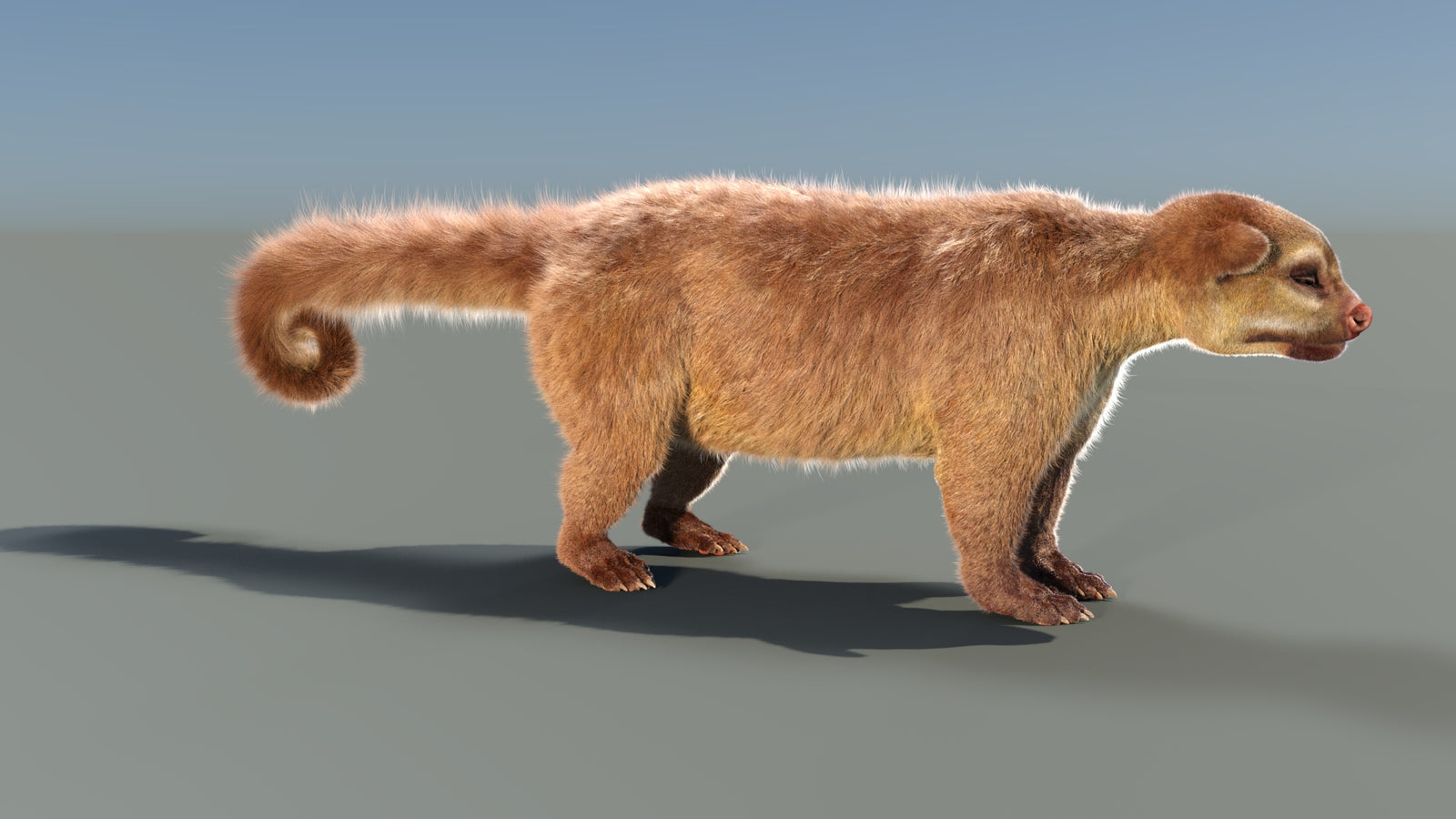 Animated Kinkajou 3D Model Fur 360° view 1 frame 15