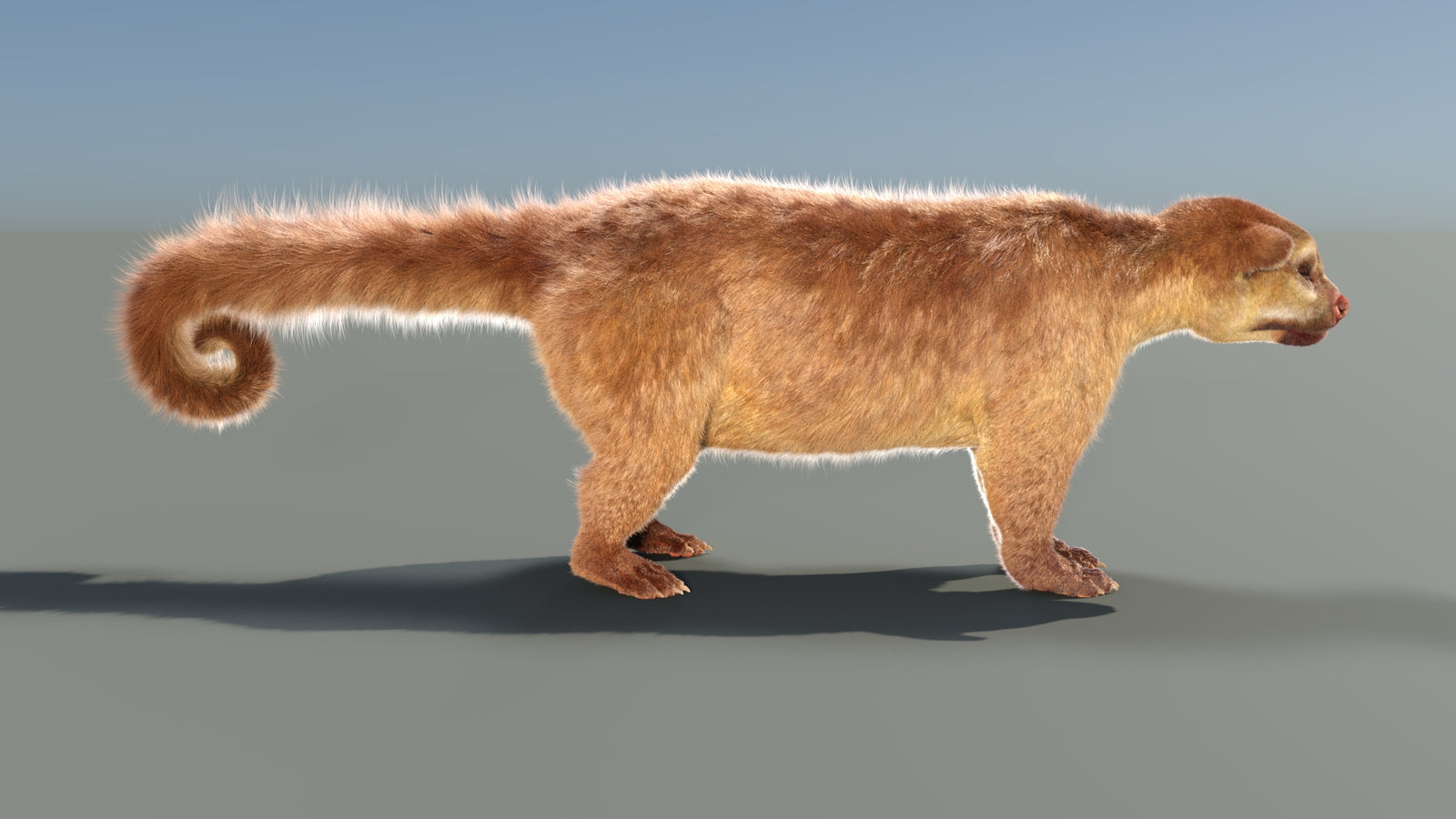 Animated Kinkajou 3D Model Fur 360° view 1 frame 17