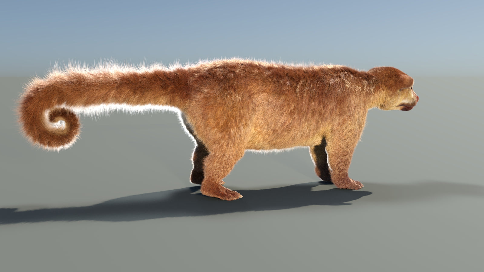 Animated Kinkajou 3D Model Fur 360° view 1 frame 19