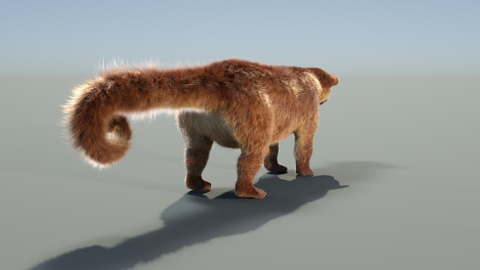 Animated Kinkajou 3D Model Fur 360° view 1 frame 23