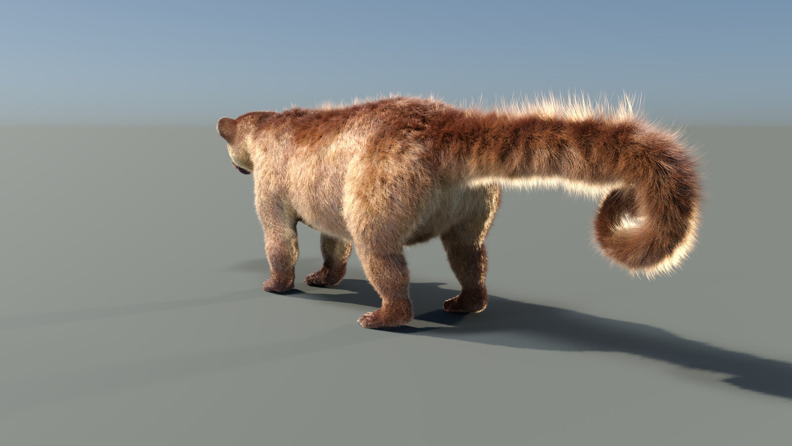 Animated Kinkajou 3D Model Fur 360° view 1 frame 30