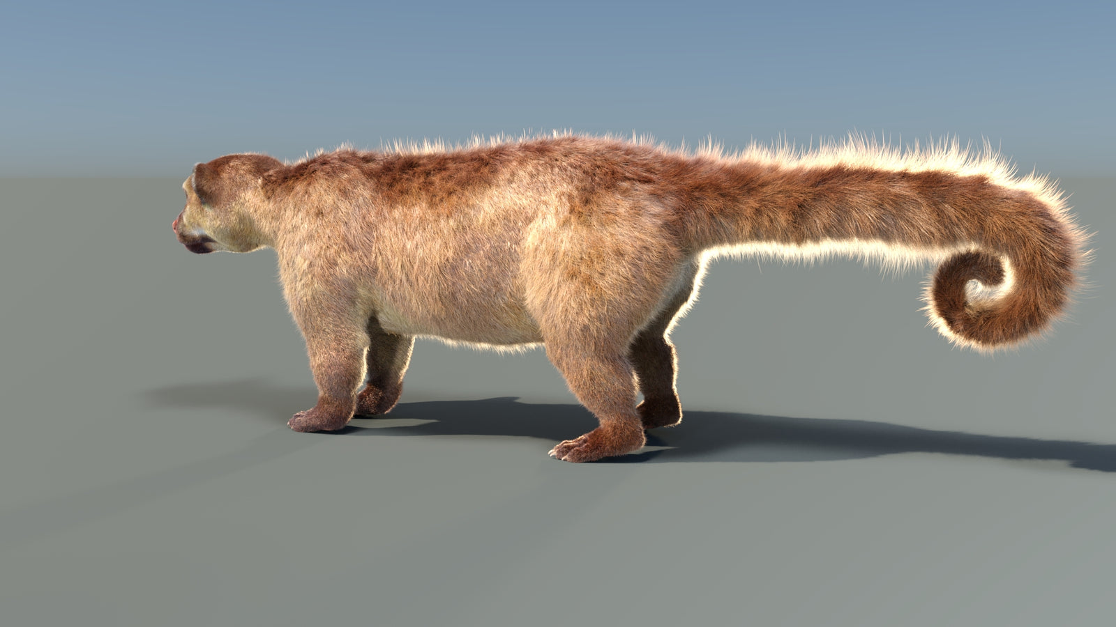 Animated Kinkajou 3D Model Fur 360° view 1 frame 33