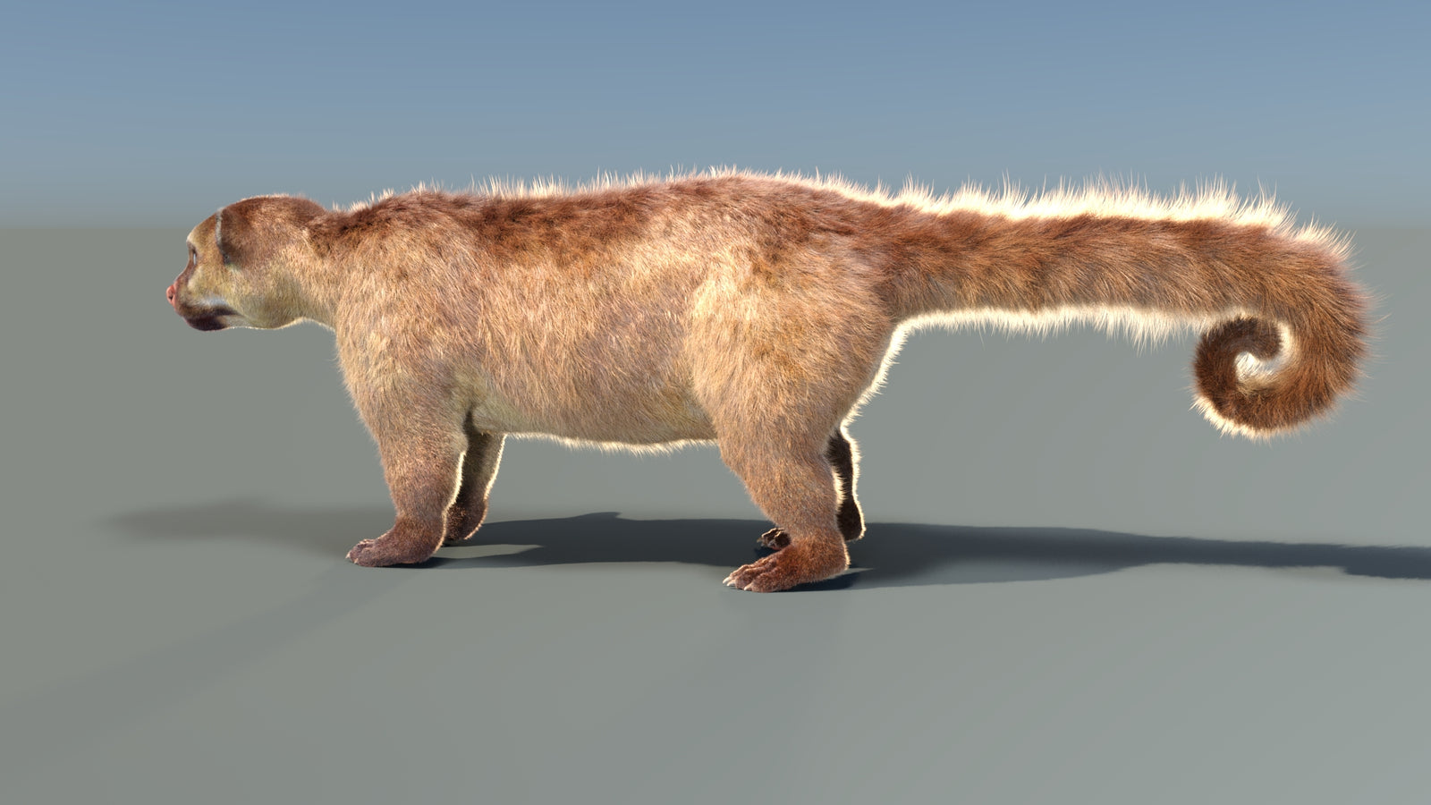 Animated Kinkajou 3D Model Fur 360° view 1 frame 34